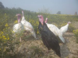 ALQAMAR - Turkey Farms